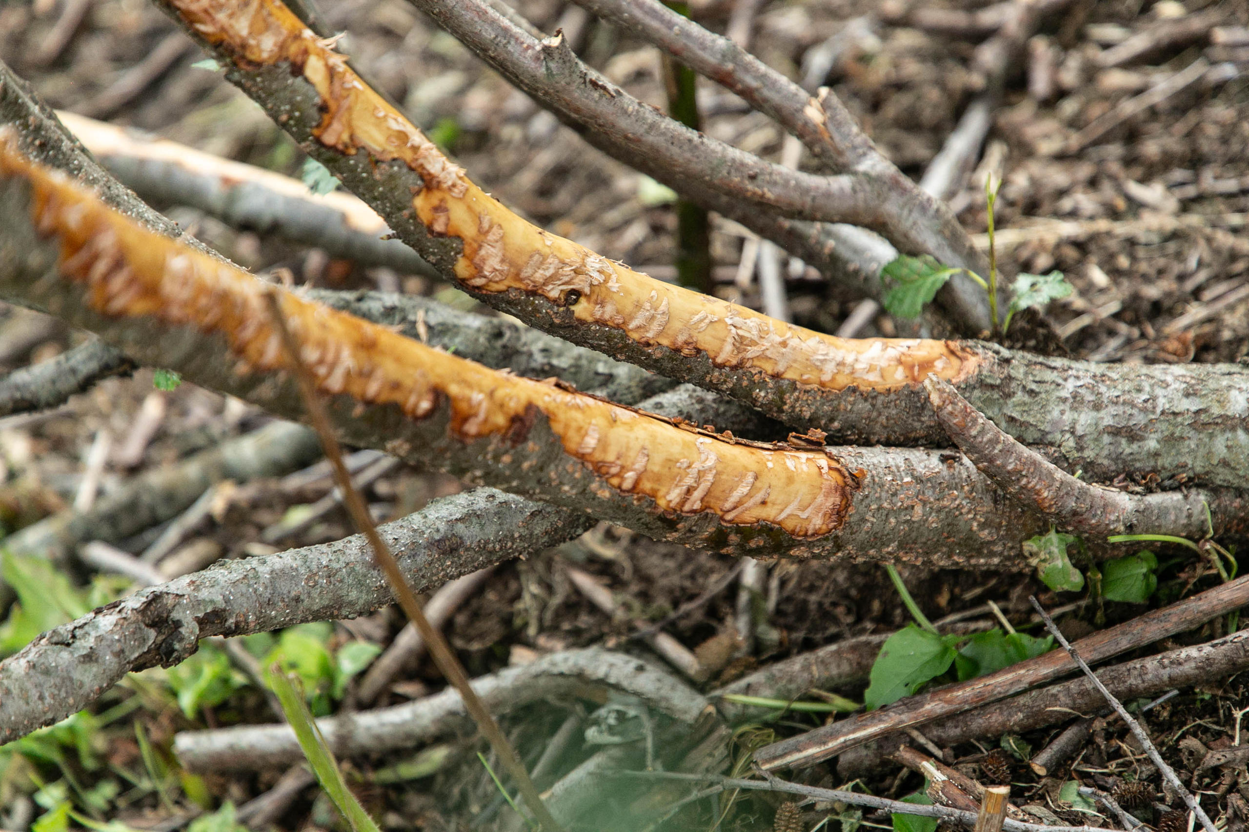 Alberi scorticati