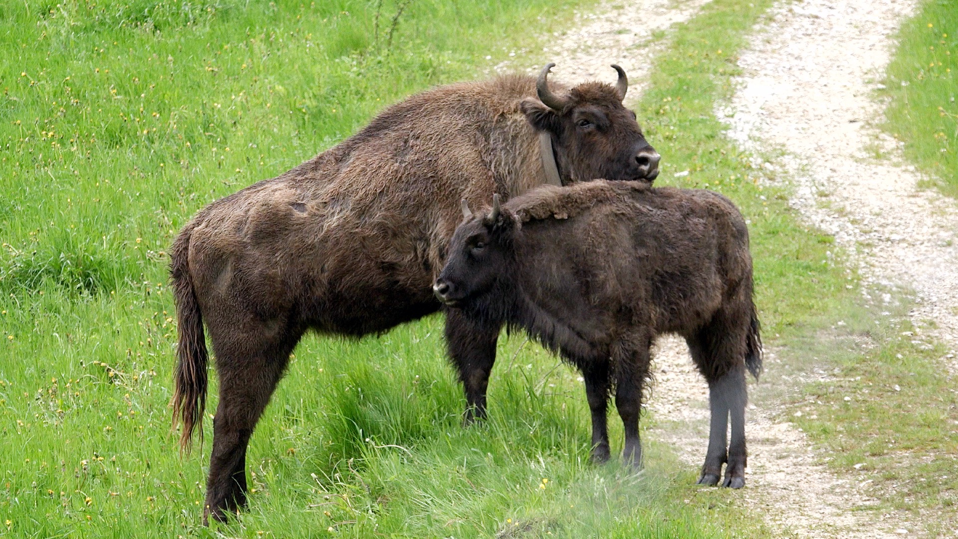 Wisent-Kuh mit Kalb