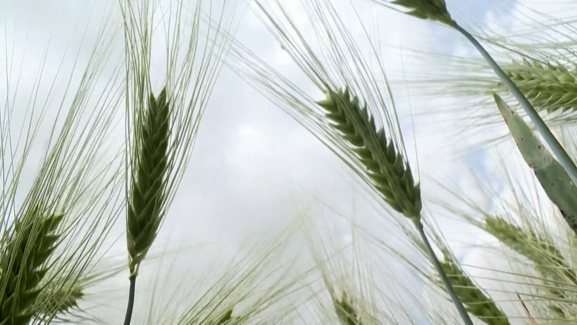 Genetically engineered barley, using the CRISPR/Cas method.