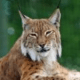 LynxVegas